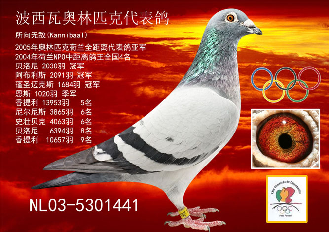 金牌小飞戈