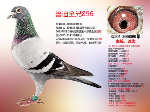 鲁迪全兄896直子 闪电号直孙×闪电号全弟038直女 上校号×瑞塔曾外孙