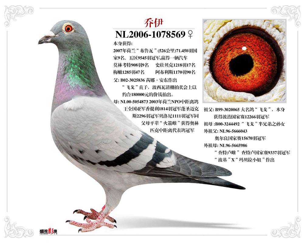 鸽子简介环号:nl06-1078569 雌雄:雌血统:波西瓦 赛绩:布鲁瓦71450羽