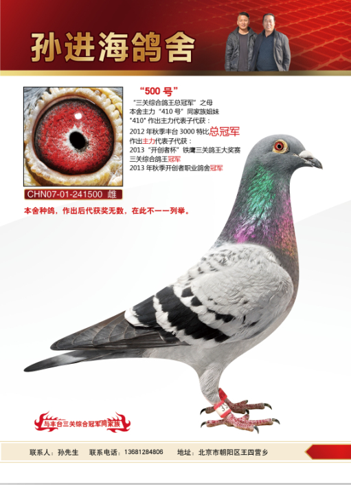 北京孙进海鸽舍---金母500号