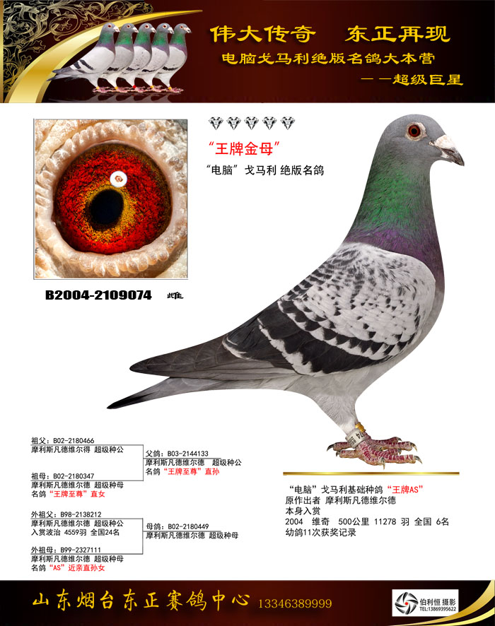 名鸽欣赏 名称:王牌金母 环号:b2004-2109074 雌雄:雌 血统:戈马利