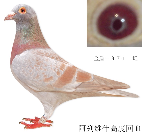 鸽子简介