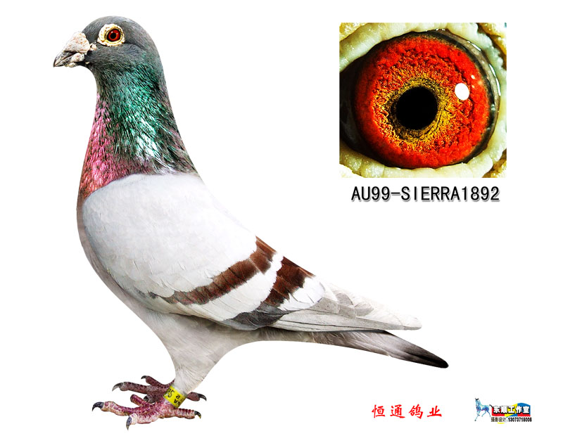 名鸽欣赏 名称:全美冠军 环号:au99-sierra1892 雌雄:雄 血统:薛仲雅