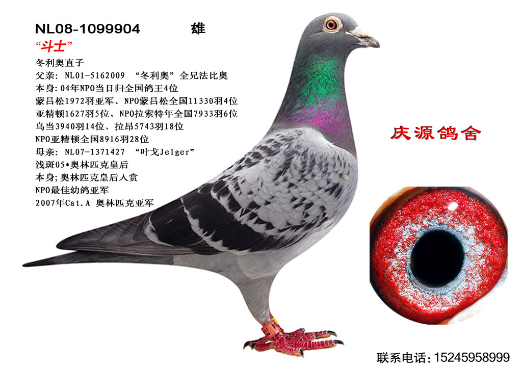 庆源鸽舍 ---"斗士"