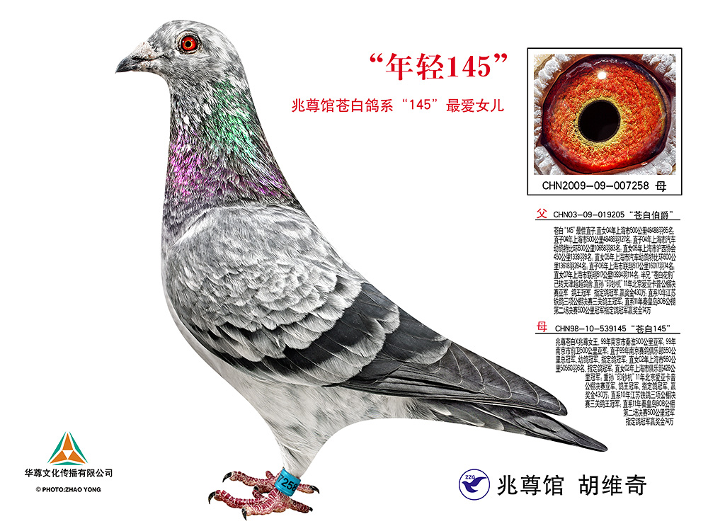 年轻145【苍白骑士标杆直女作出】