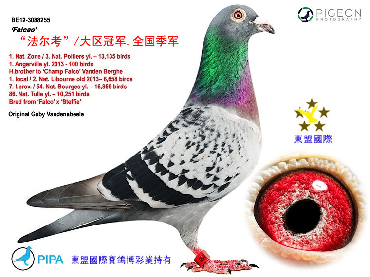 东盟国际---"法尔考"/大区冠军.全国季军