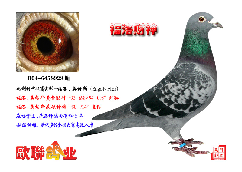 福洛.英格斯-福洛财神