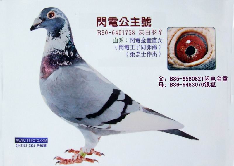 中国台湾 类型:国内一流名鸽 浏览次数:29 详细介绍 闪电金童原配对直