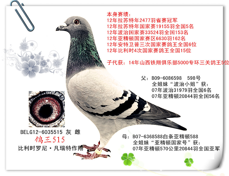 廊坊友祥鸽业---鸽王515