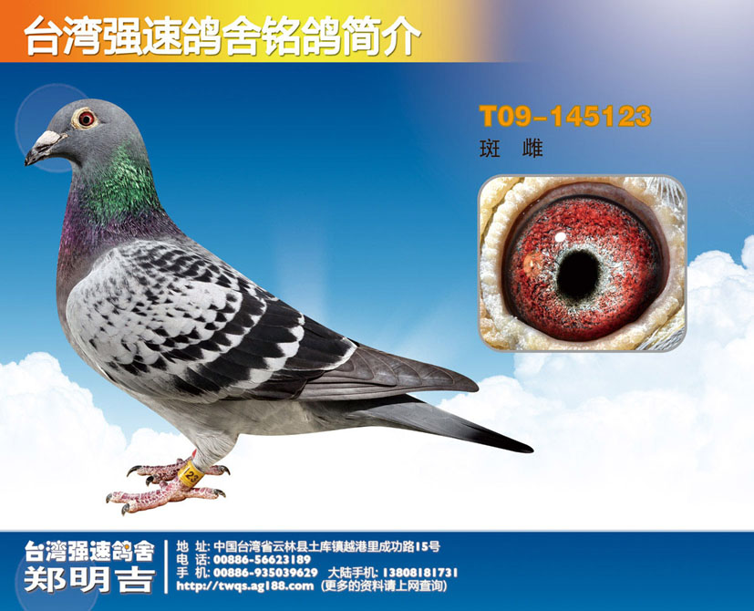台湾强速鸽舍 ---最爱红狐123(非卖品)