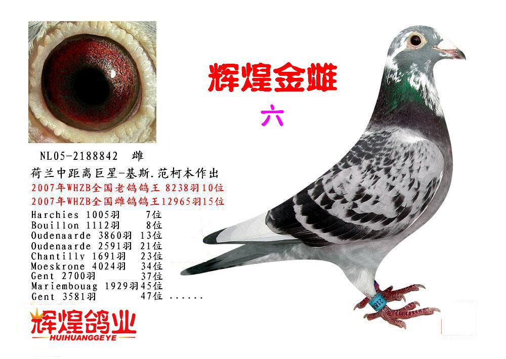 辉煌国际赛鸽交流中心---辉煌金雌
