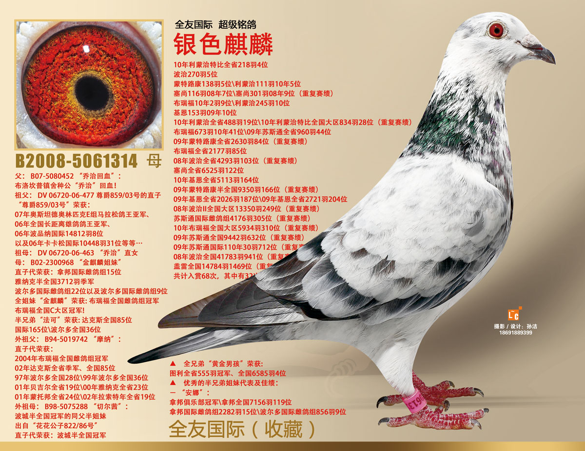 全友国际铭鸽-银色麒麟