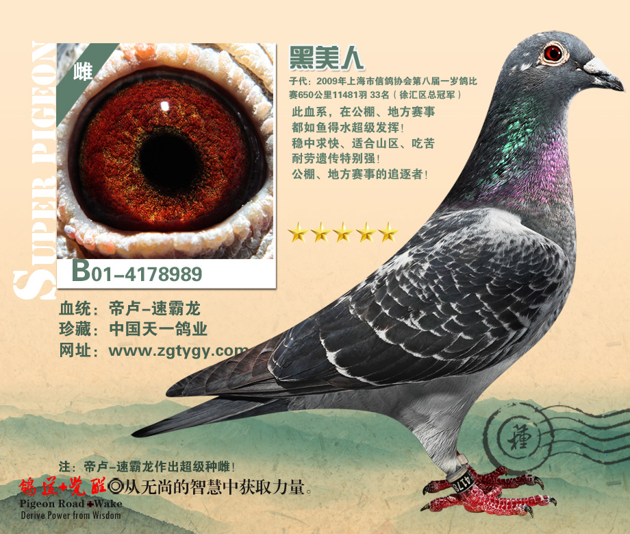 中国天一鸽业---黑美人