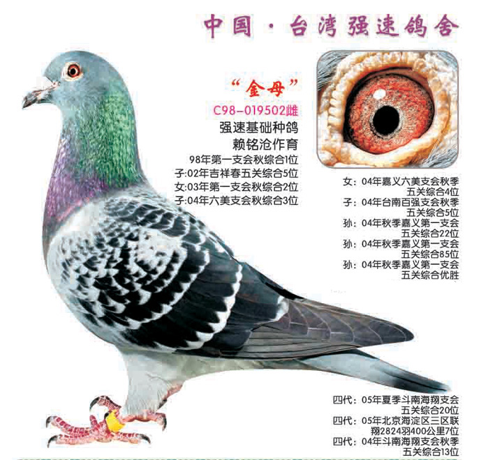 中国台湾 类型:国内世界级名鸽 浏览次数:238 详细介绍      金母