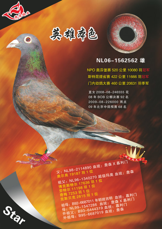 名称:英雄本色 环号:nl06-1562562 雌雄:雄 血统:詹森x慕利门 赛绩