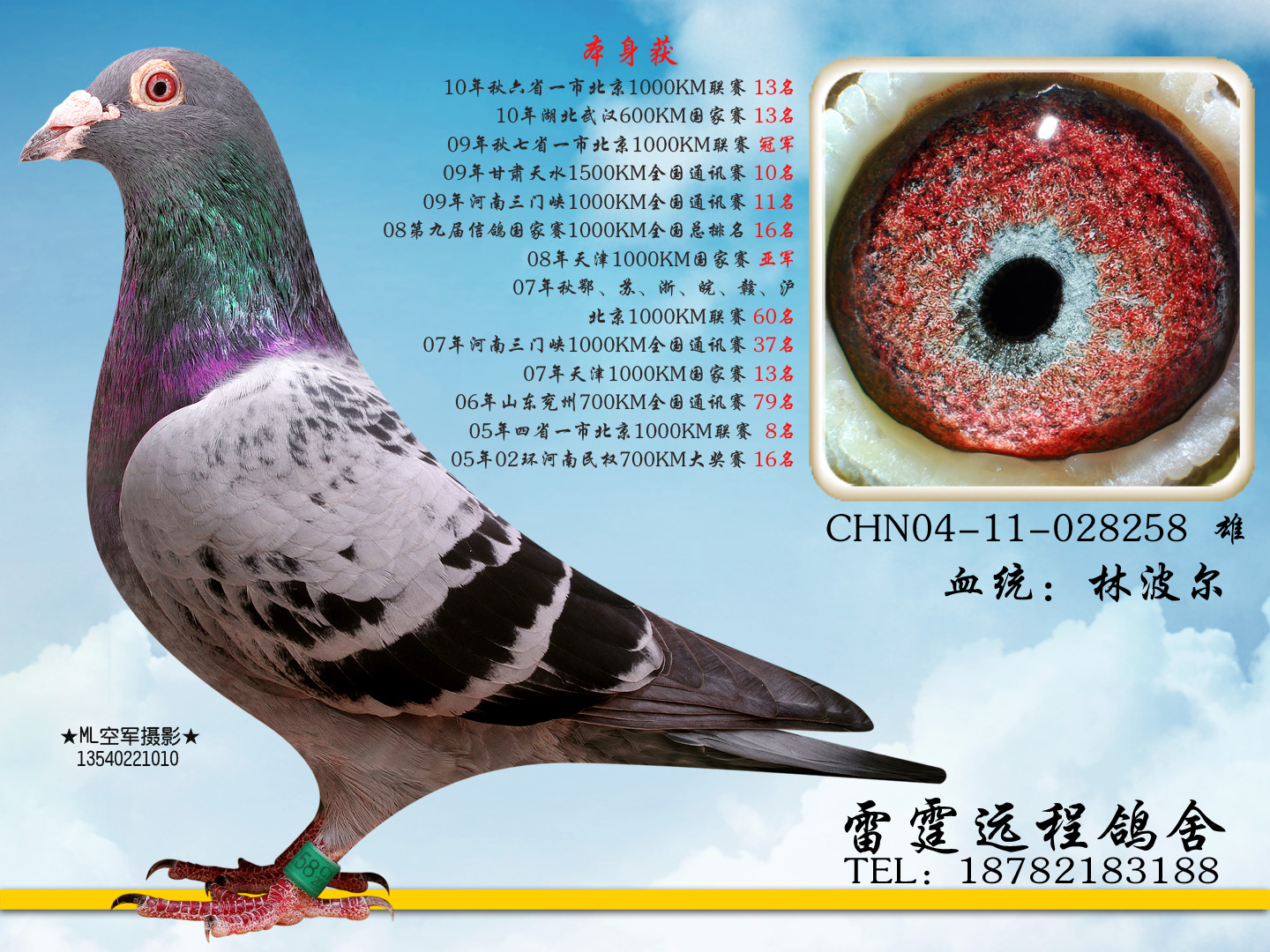 协会冠军,其他超级奖鸽 浏览次数:99 详细介绍 此鸽出征1000公里大赛
