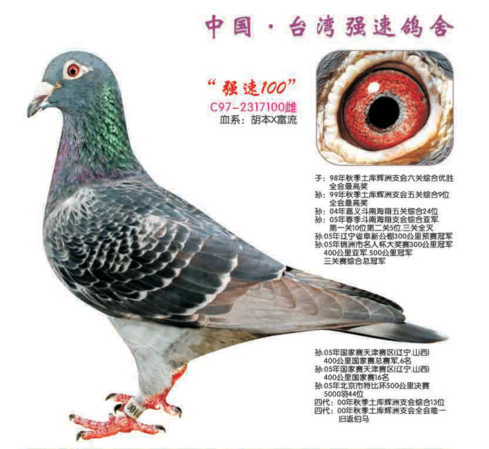 台湾强速鸽舍 ---强速100