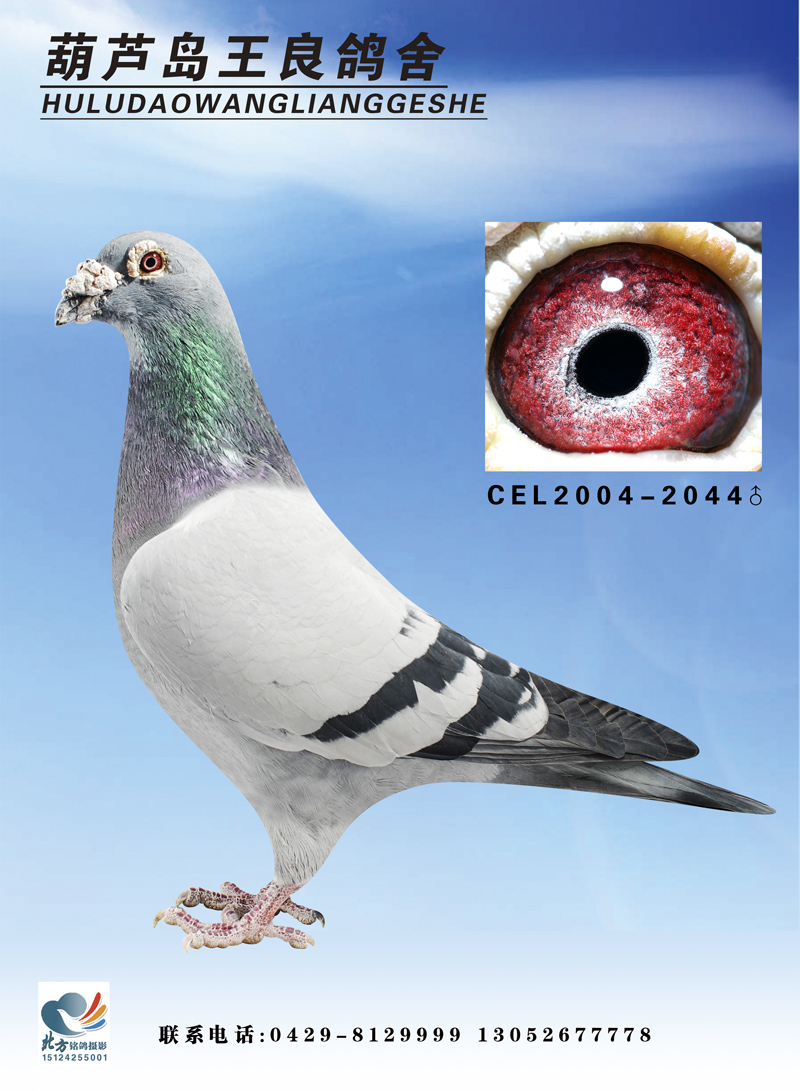 名鸽欣赏 名称:凡龙巨星 环号:cele2004-2044 雌雄:雄 血统:凡龙 赛