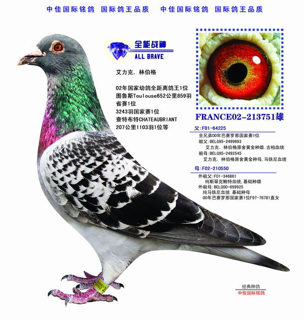 武汉中佳国际名鸽---全能战神