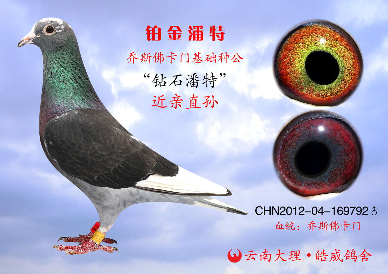 佛卡门 赛绩:"钻石潘特"近亲直孙,子代获得云南楚雄太阳鸟公棚决赛11
