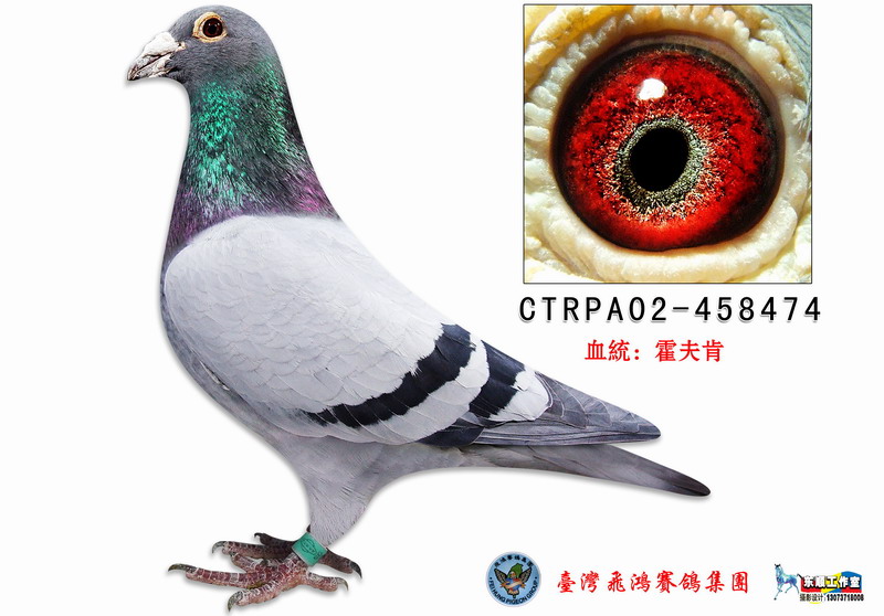 霍夫肯老雄