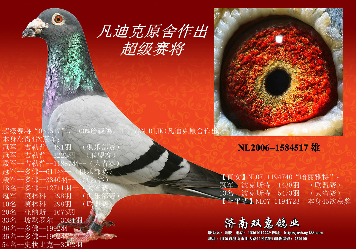 济南双惠鸽业---詹森老黄眼超级赛将