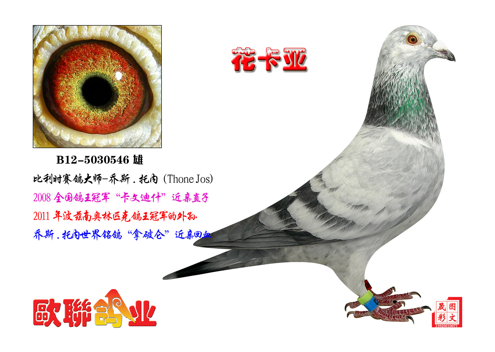 欧联国际赛鸽---乔斯.托内-花卡亚