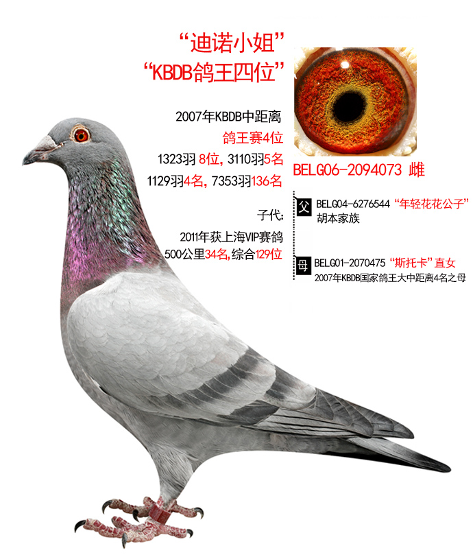 山东安华鸽业---迪诺小姐