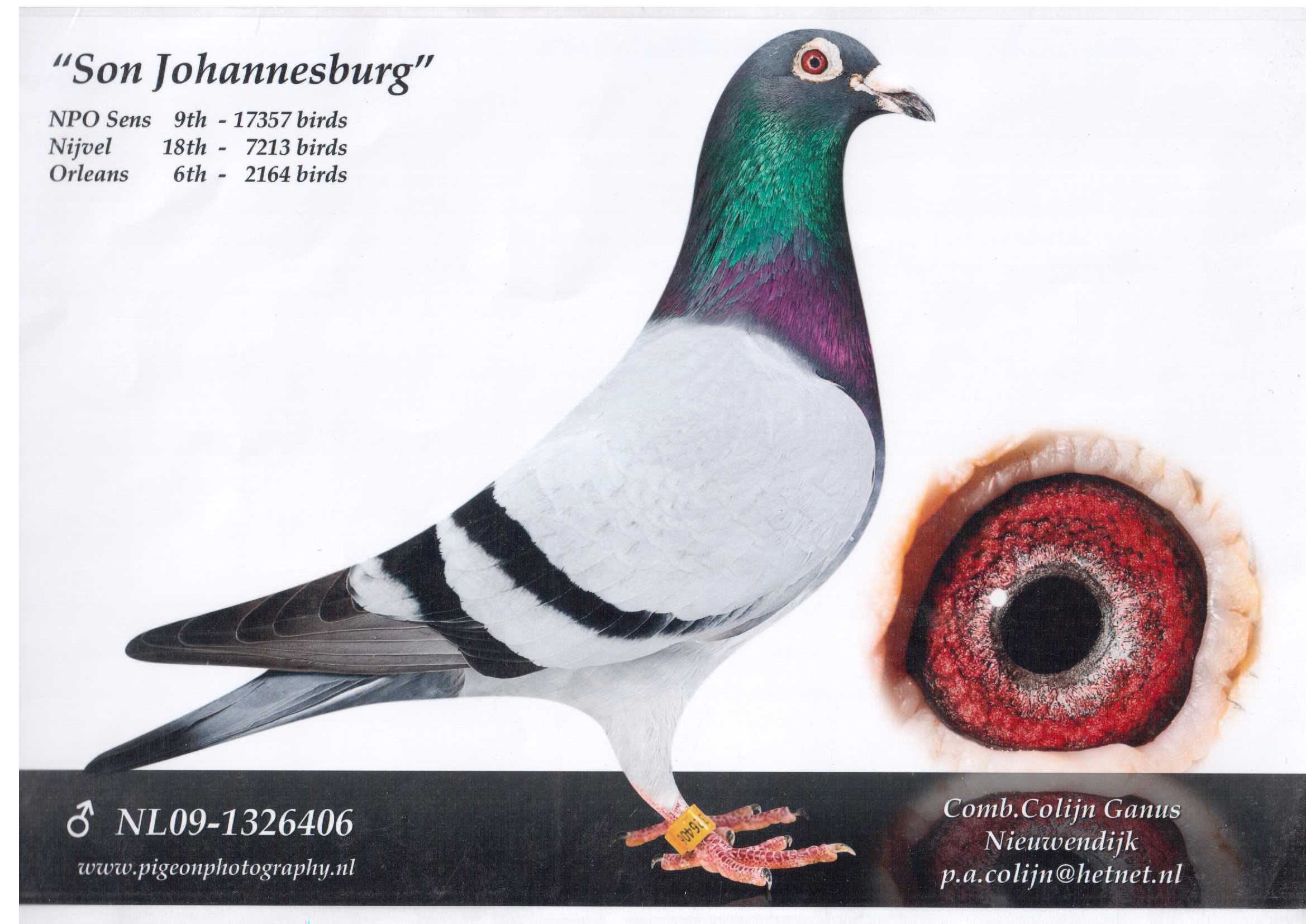 鸽子简介环号:nl09-1326406 雌雄:雄血统:所向无敌/小迪克 赛绩:npo&