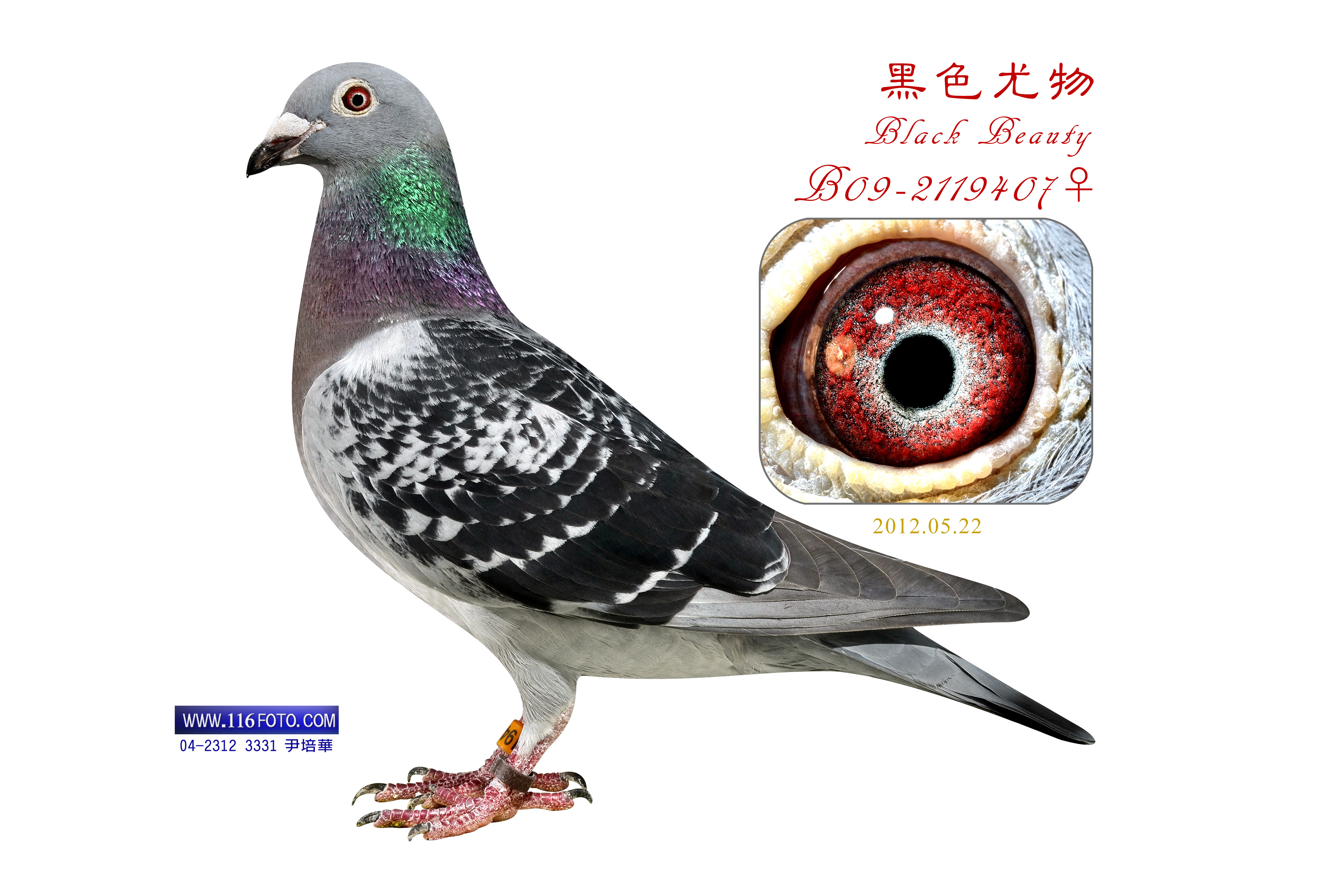 鸽子简介环号:b09-2119407 雌雄:雌血统:艾力克·林伯格 赛绩:"幸运