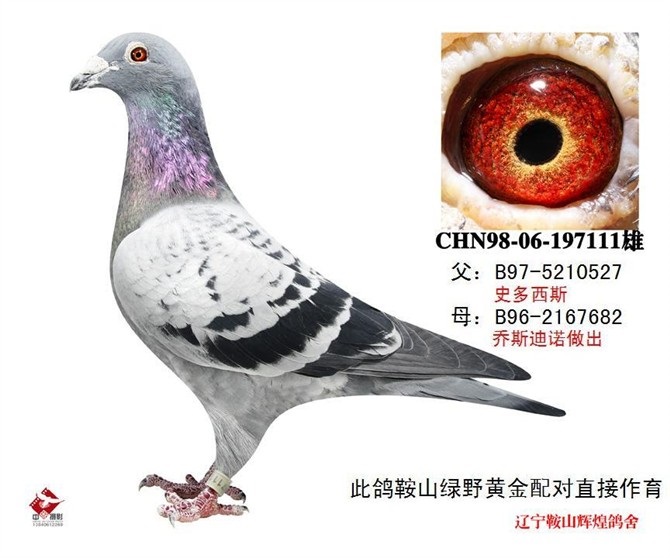 鞍山辉煌鸽舍---史多西斯111