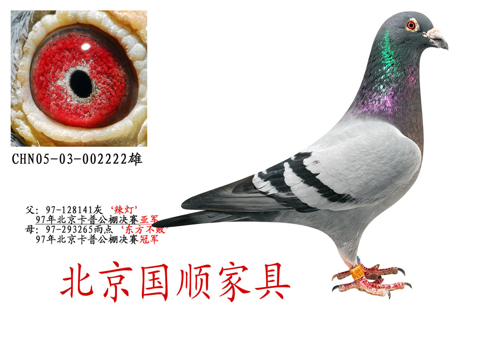 北京05鸽舍名鸽图片图片