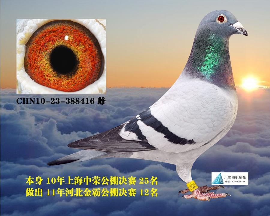 上海中荣成绩鸽图片图片