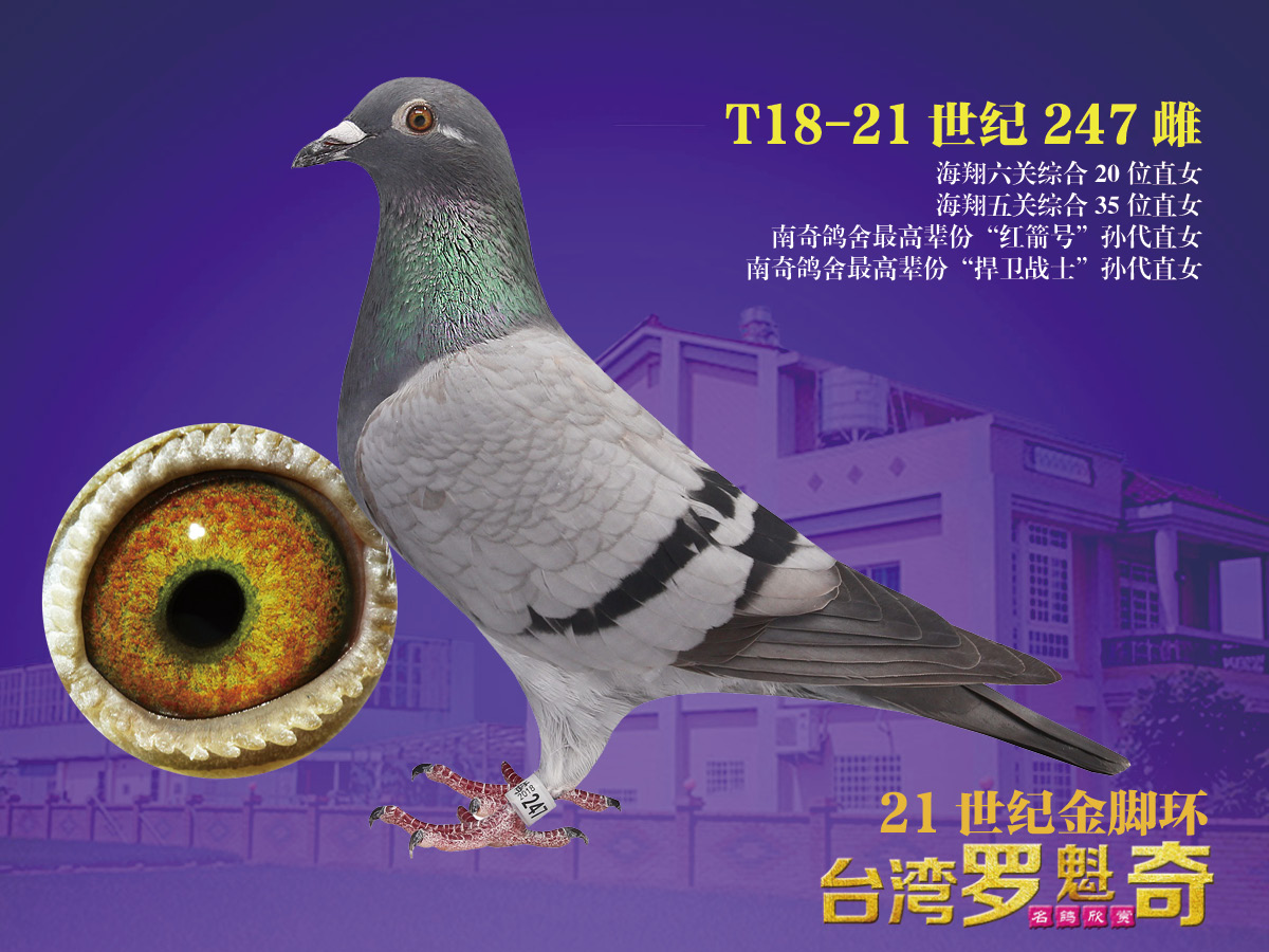 台湾明月鸽舍展厅图片